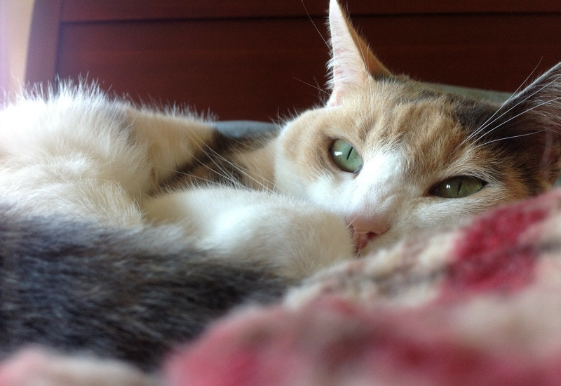 A playful calico cat looking directly at the camera, with fun facts overlayed on the image.