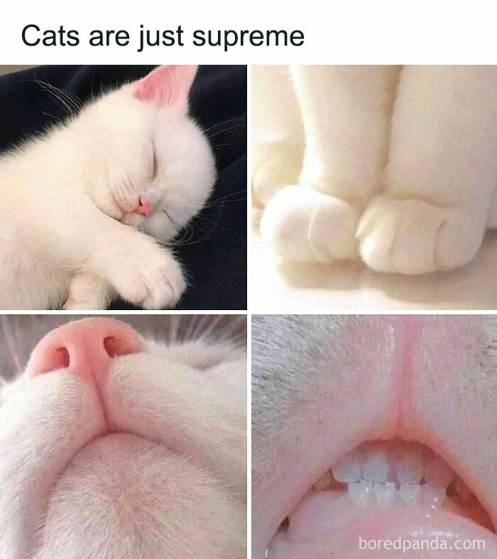 White cat sleeping peacefully, with close-ups of its paws, nose, and mouth, showcasing the irresistible adorableness of a slumbering kitty.