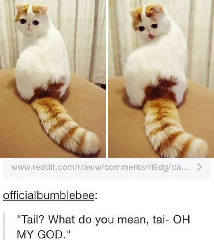 Adorable cat with fluffy tail glancing back over its shoulder, showcasing classic feline elegance and a captivating gaze.