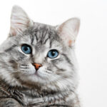 Gray tabby cute kitten with blue eyes_KDdesignphoto_shutterstock