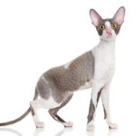 A playful gray and white Cornish Rex cat with striking curly fur and large ears, showcasing its energetic and curious nature