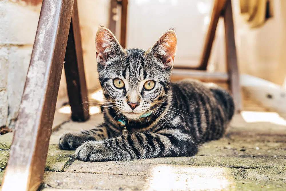 grey tabby cat lying on the paved floor