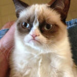 Grumpy cat looking displeased