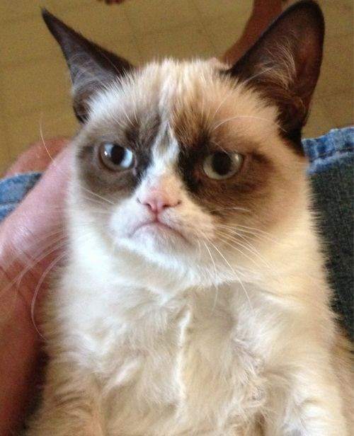 Grumpy cat looking displeased