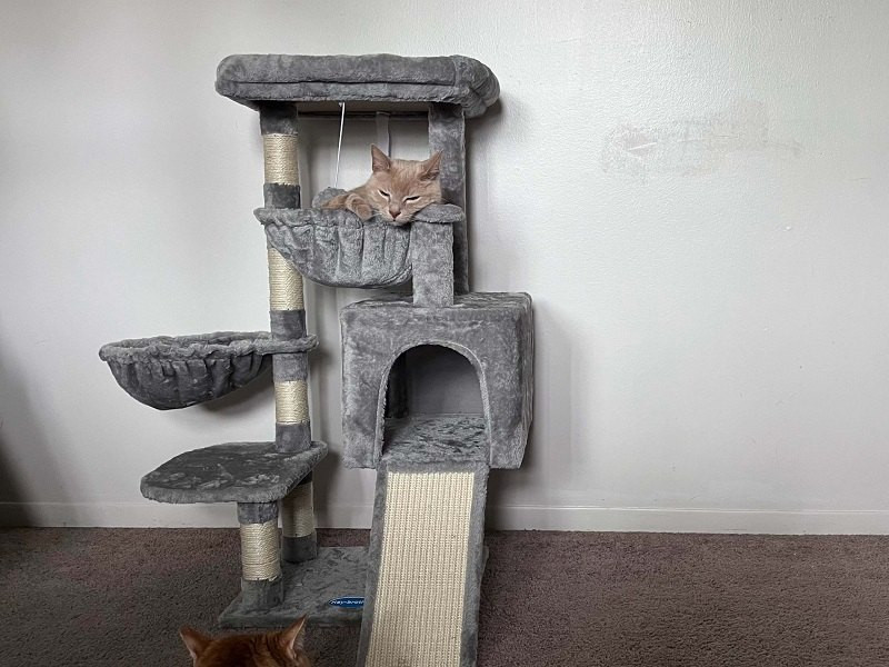 Hey Brother Cat Tree, suitable for older large cats with mobility needs