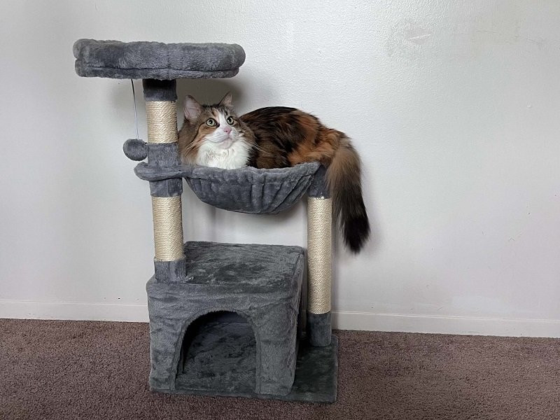 HOOBRO Small Cat Tree, budget option too small for large cats