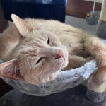 A large cat lounging comfortably on a spacious cat tree platform