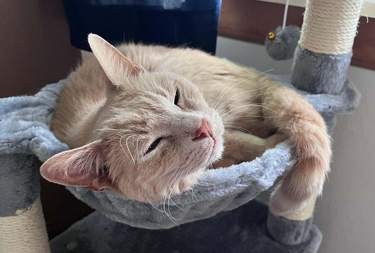 A large cat lounging comfortably on a spacious cat tree platform