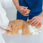 nurse-holding-cat-while-vet-administers-vaccine