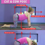 Two common beginner yoga poses, Cat and Cow, performed in a yoga class, demonstrating spinal flexion and extension.