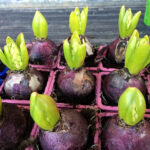 Close up of hyacinth bulbs showing layers and roots