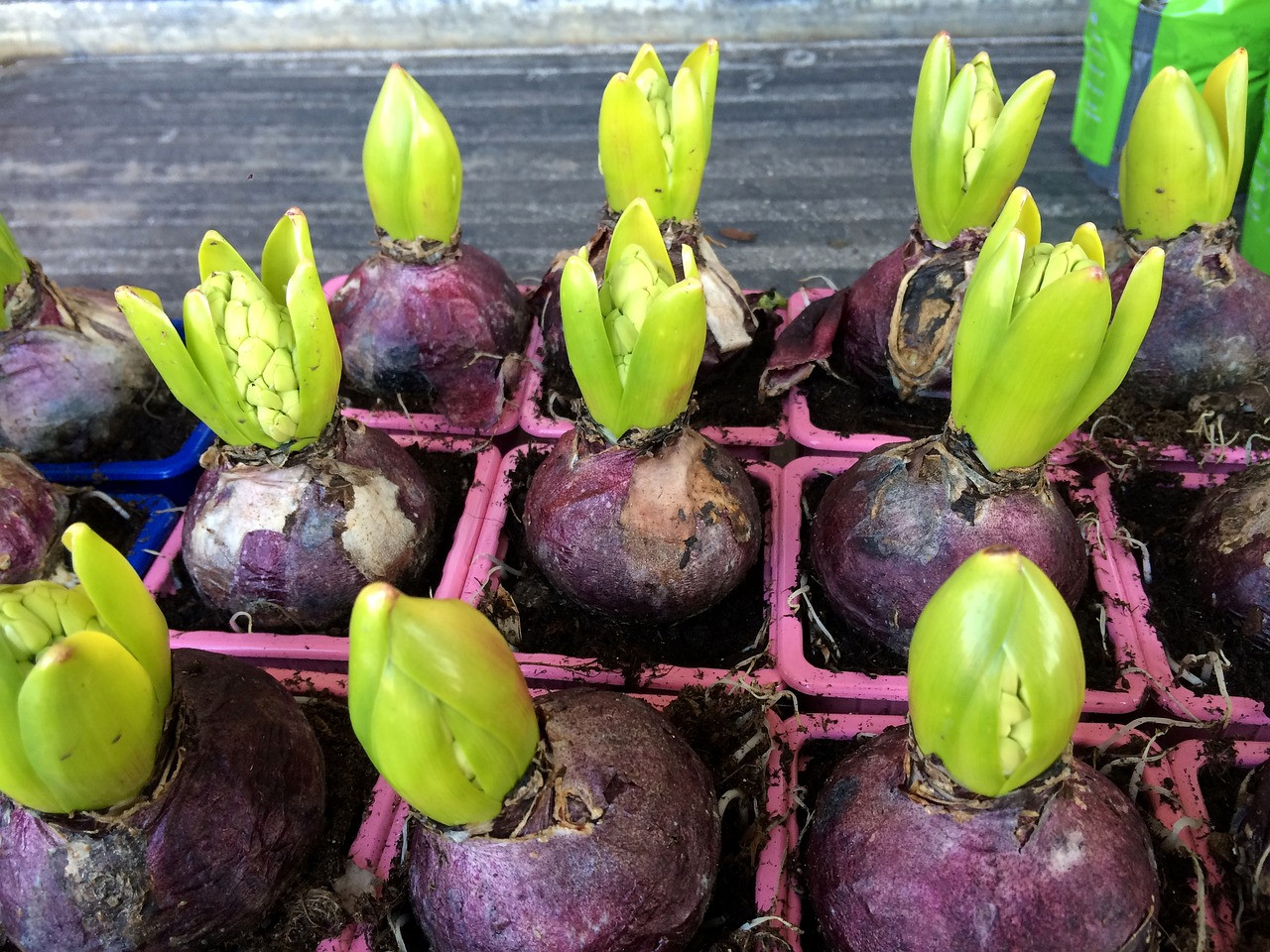 Close up of hyacinth bulbs showing layers and roots