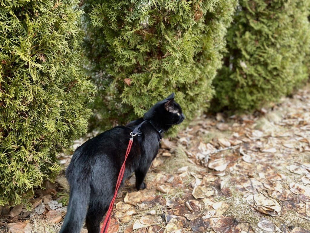 Cat being walked on a leash on a grassy area