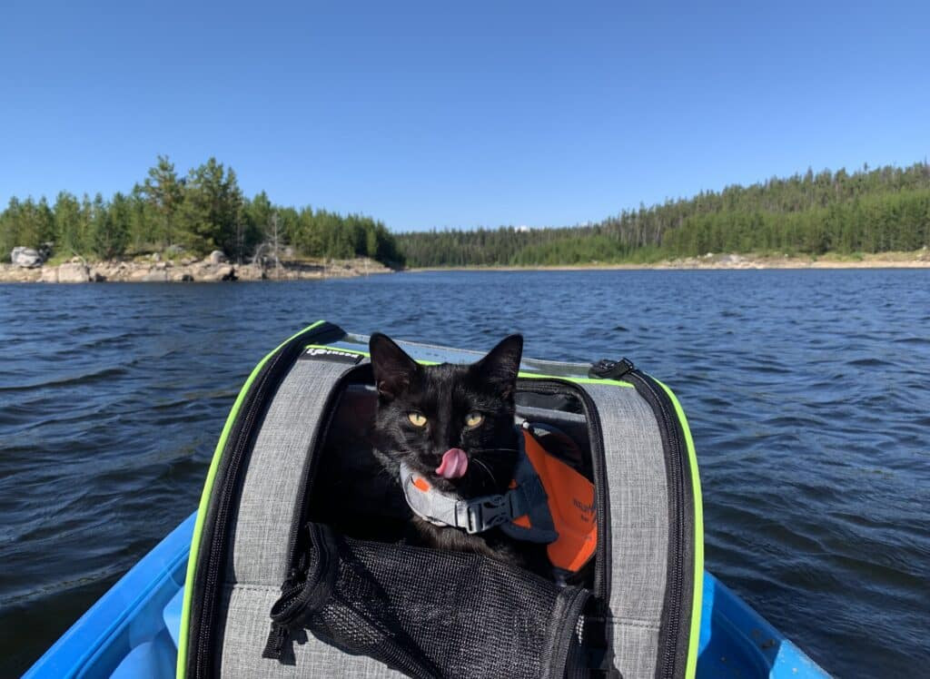 Cat in a backpack carrier, on a beach with water in the background