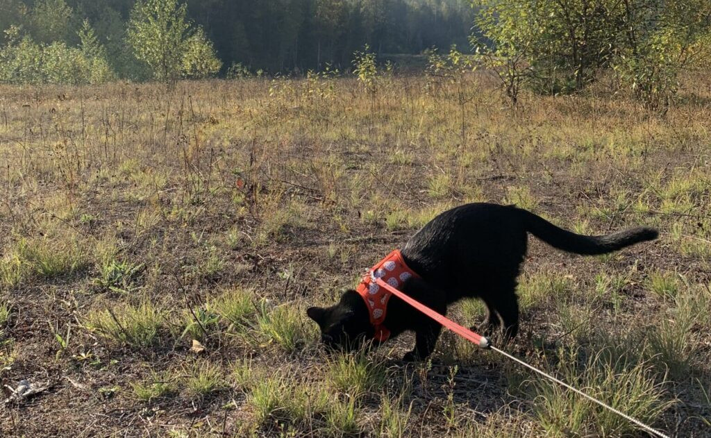 Cat exploring outdoors on a leash, surrounded by greenery