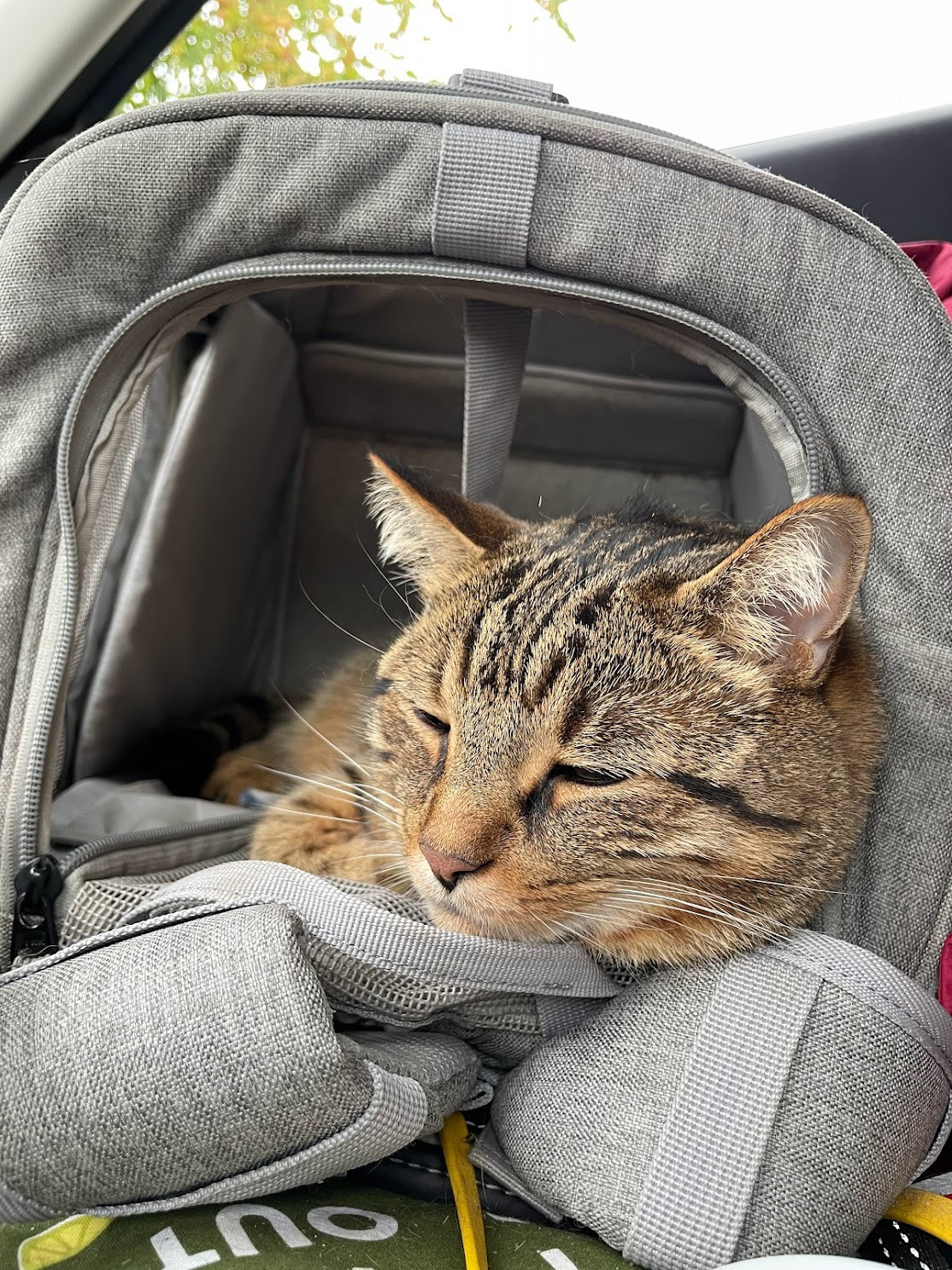 Cat in car 2