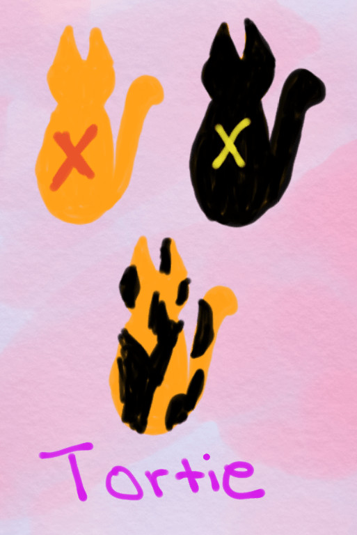 diagram of tortie cat genetics