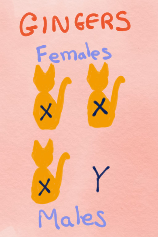 diagram of ginger cat genetics