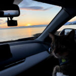 Roadtrips with Teddy