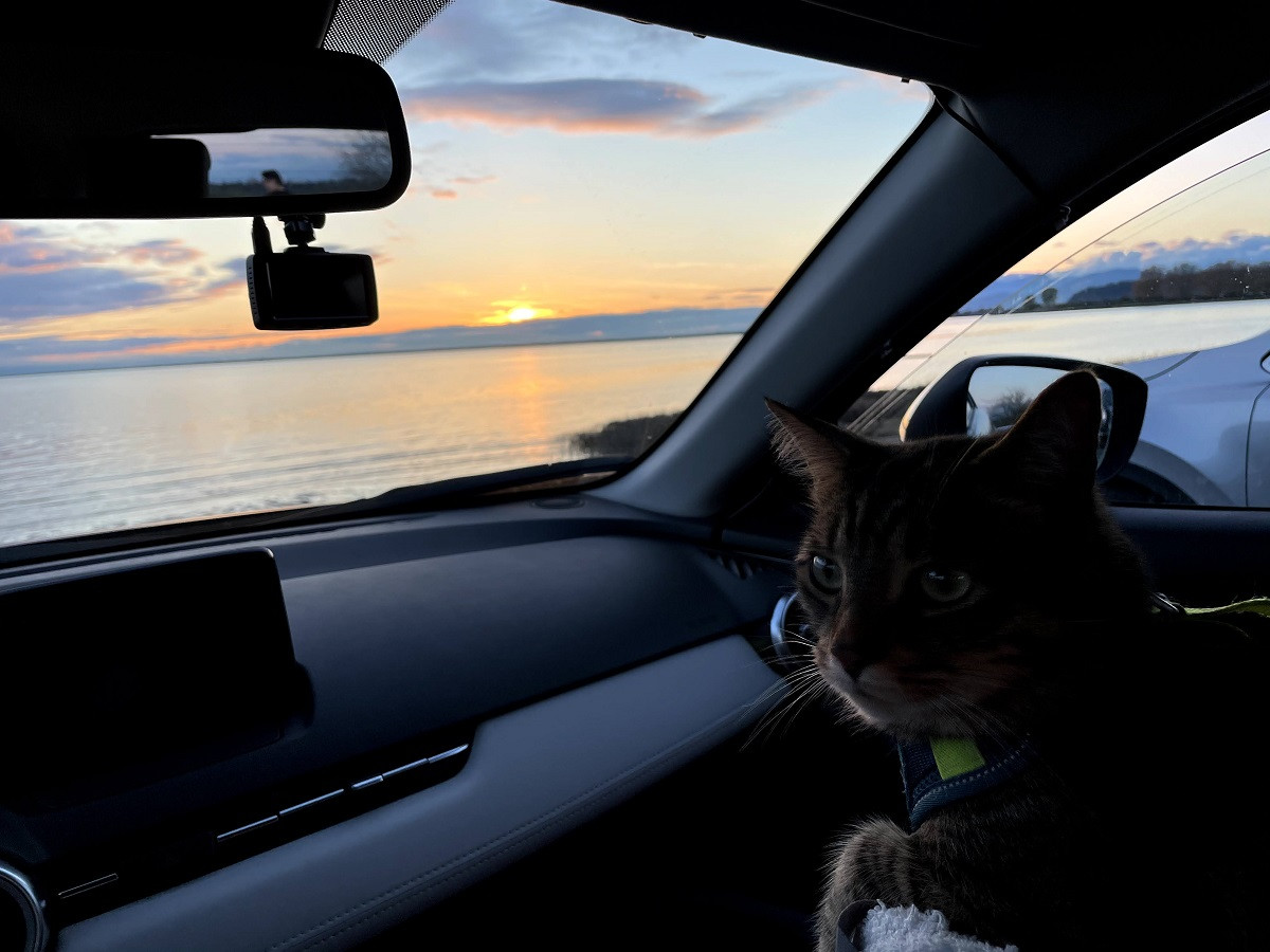 Roadtrips with Teddy