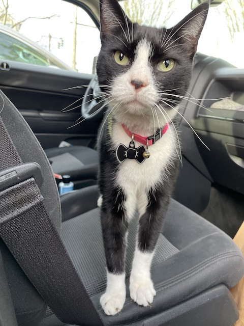 Felix the cat, with striking green eyes, gazes directly at the camera, highlighting his intelligence and captivating presence.