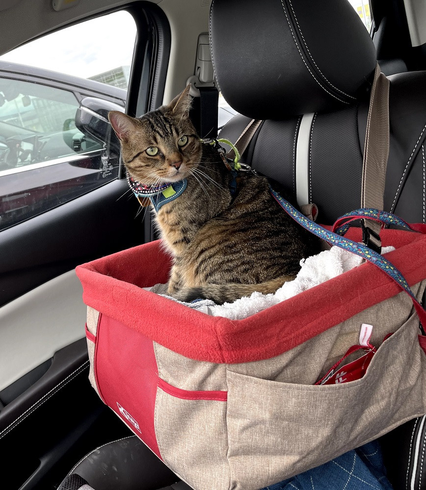Car Booster Seat