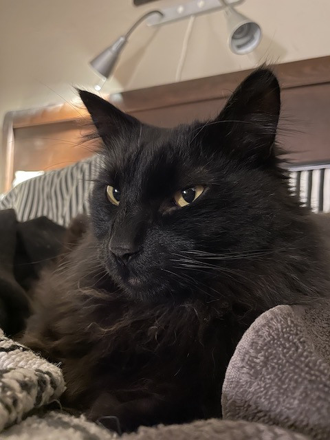 Oliver the cat, with his soft, long fur,  is seen in a relaxed pose, highlighting his snuggly nature and gentle temperament.