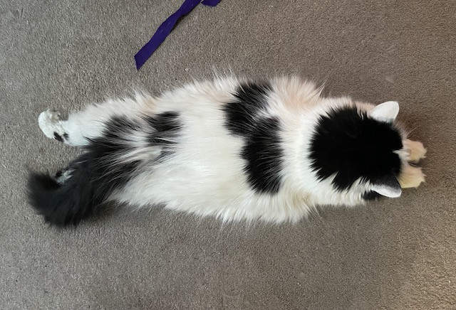 LuLu the cat, in a moment of feline grace, delicately walks across a wooden surface, showcasing her elegant movements even when outdoors.