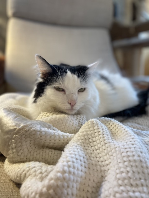 LuLu the cat, a serious looking feline,  observes her surroundings from an indoor setting, highlighting her queenly and observant nature.