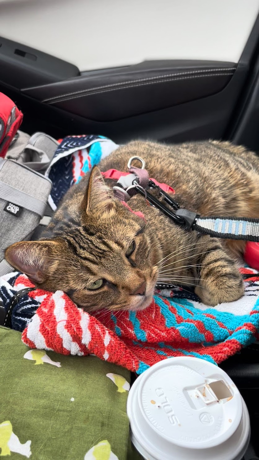 Cat in car 4