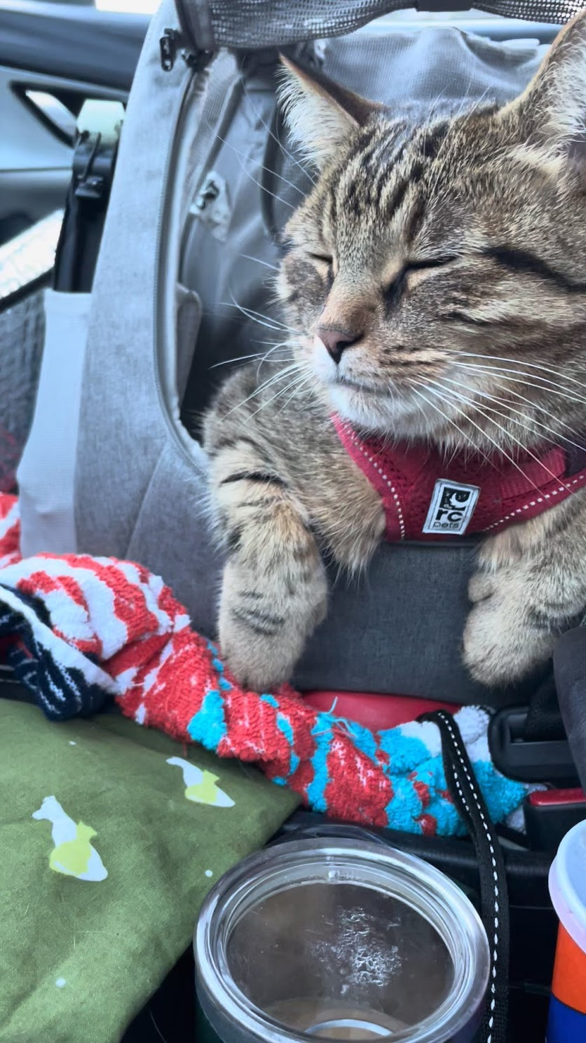 Cat in car 3