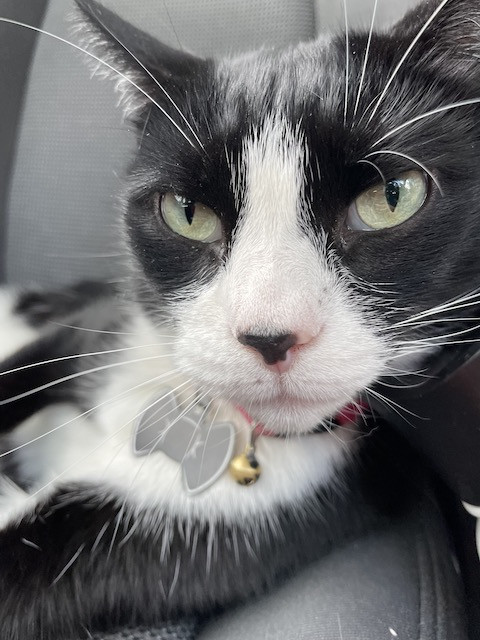 Felix the cat, a ginger cat, playfully interacts with a hand, showcasing his affectionate and people-loving personality.