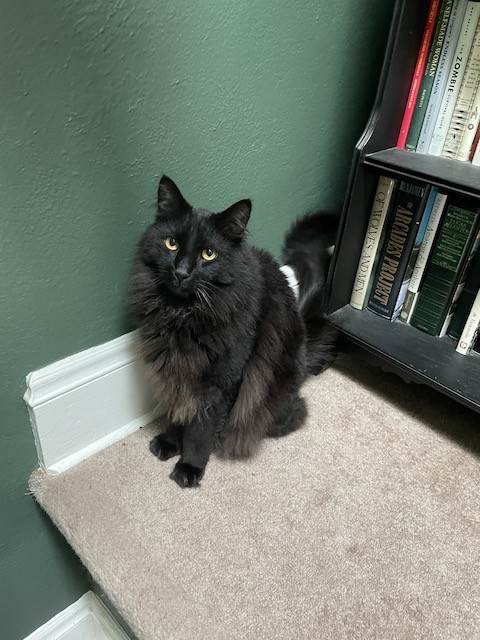 Oliver the cat, displaying his majestic Norwegian Forest Cat features,  is captured in a moment of calm observation, showcasing his regal yet sweet personality.