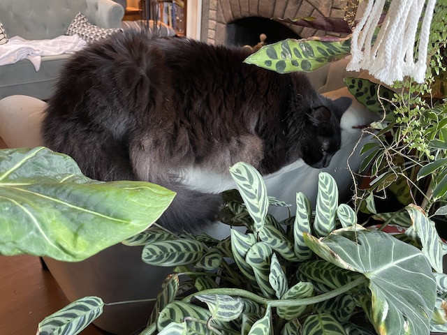 Oliver the cat, a fluffy Norwegian Forest cat,  perched on a high shelf, exemplifying his love for heights and observing his domain.