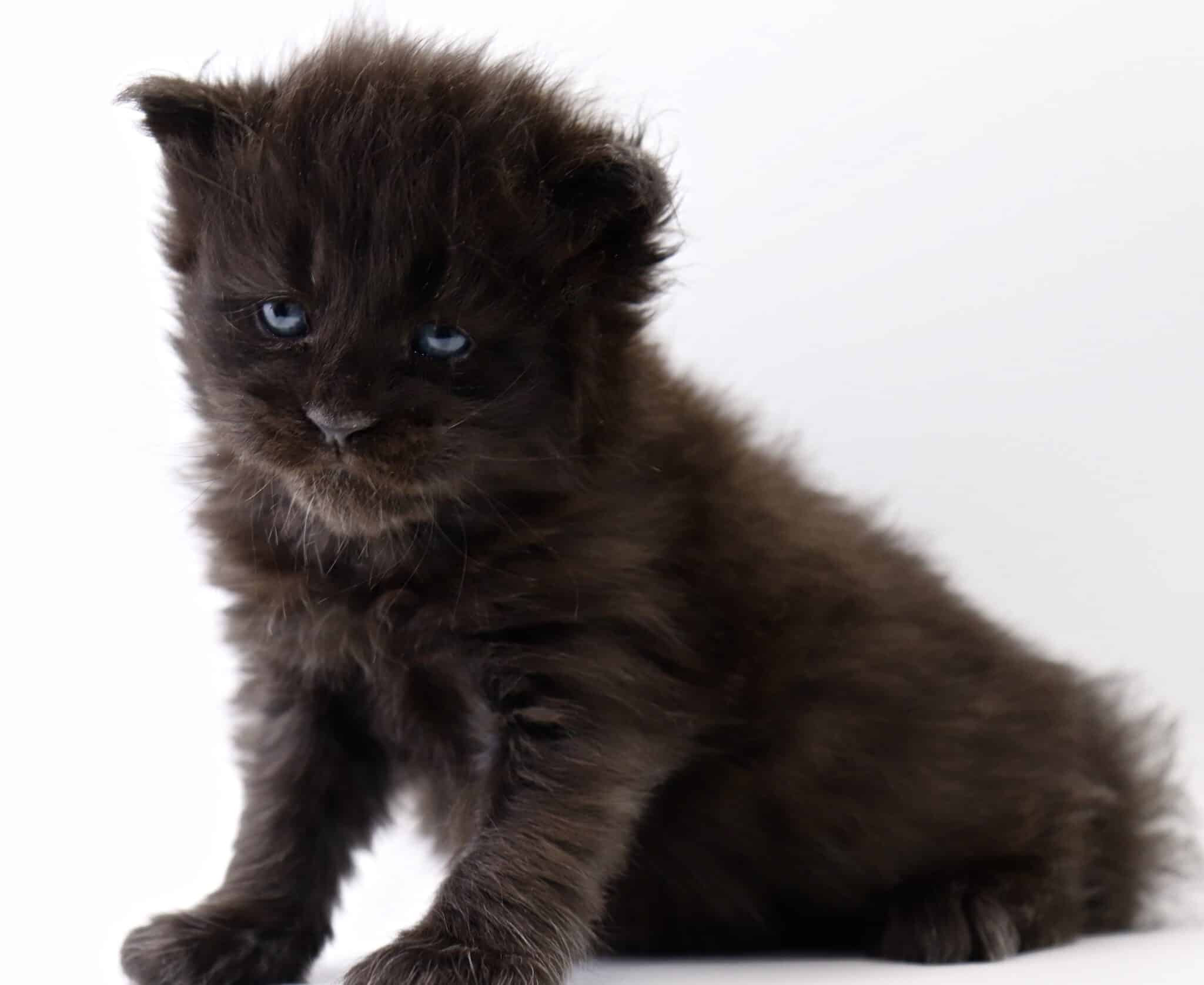 A black Maine Coon kitten photographed inside a portable LED lightbox, showcasing even and flattering lighting