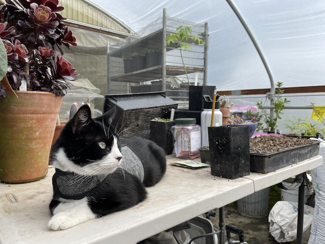 Felix the cat, comfortably resting indoors, with soft lighting enhancing his ginger fur, emphasizing his relaxed and charming demeanor.