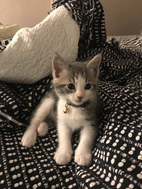 A cat, part of the clowder,  is seen in a playful stance, possibly reaching for a toy, emphasizing the joy and entertainment they bring to the household.