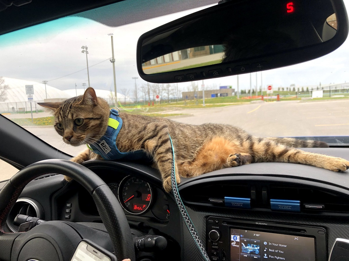 Teddy on the dashboard – he is usually NOT allowed to do this!