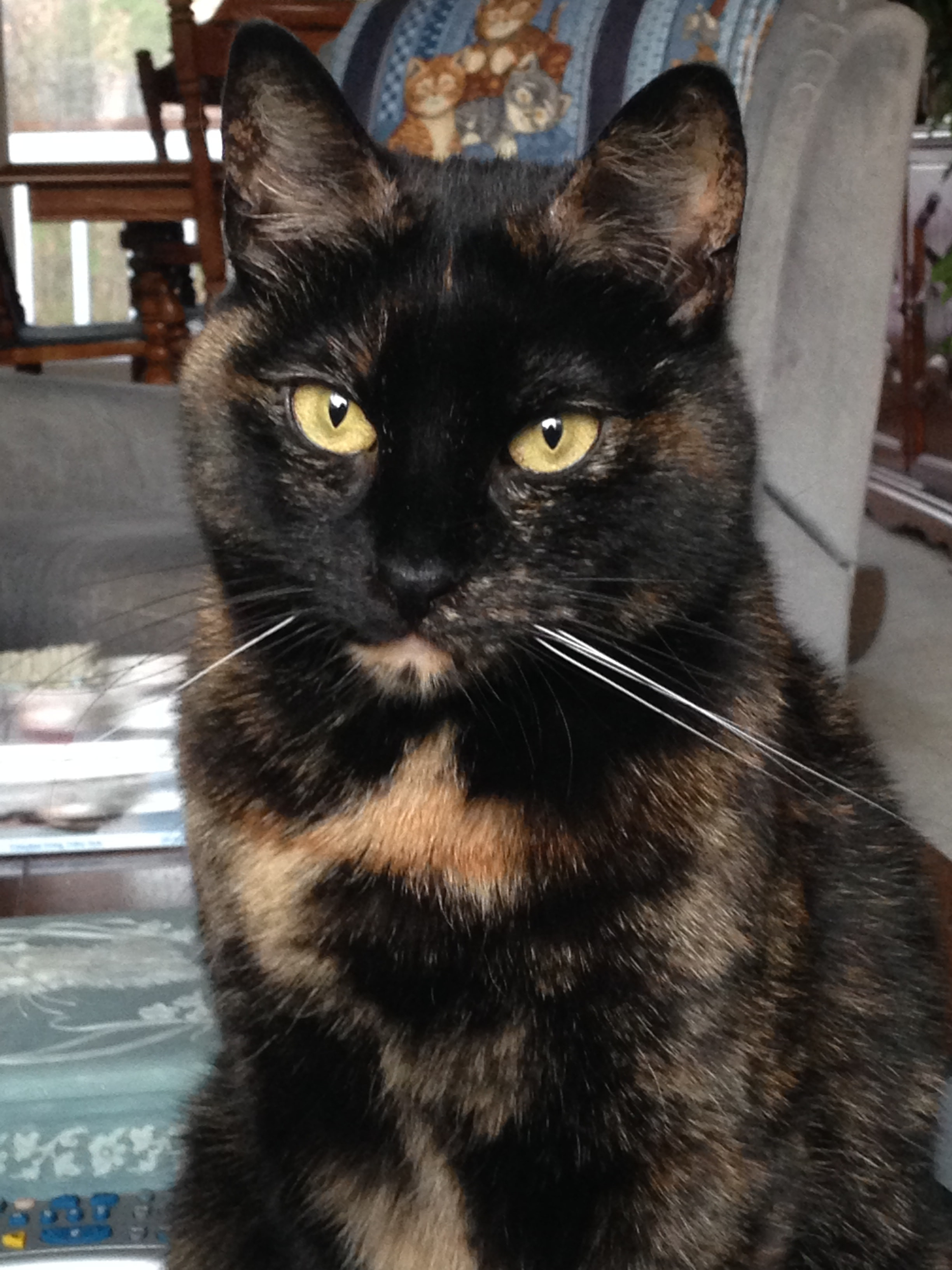 A close-up shot of a tortoiseshell cat's face, showcasing the distinct patches of orange and black fur.