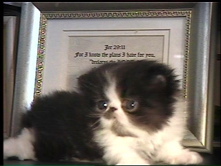 persian kitten