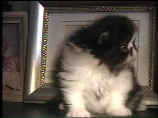 persian kitten