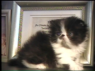 persian kitten