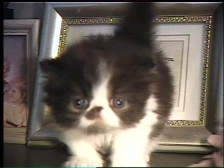 persian kitten