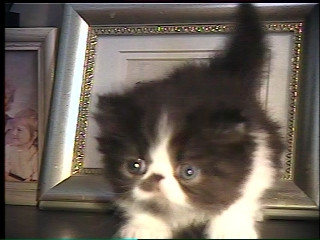 persian kitten