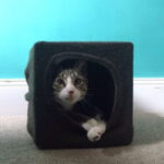 Cat Peeking Out of DIY Cat Cave