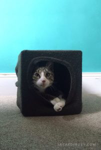 Cat Peeking Out of DIY Cat Cave