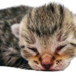 Darling as a newborn kitten, completely helpless and relying on his mother.
