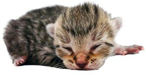Darling as a newborn kitten, completely helpless and relying on his mother.