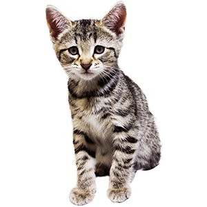 Darling at week eight, weighing enough for neutering and showing increased skill and adventure.