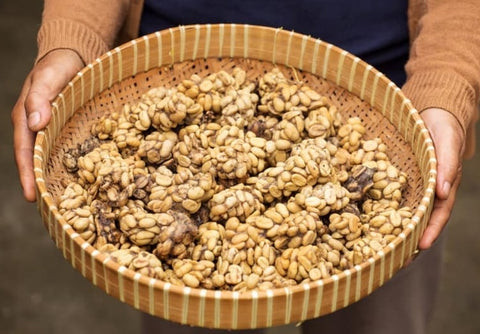 Asian Palm Civet Cat and Coffee Cherries